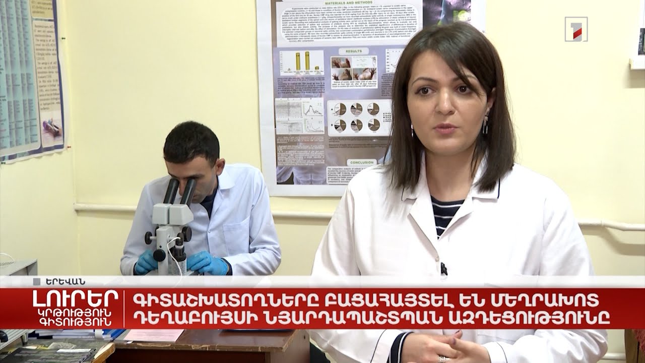 Գիտաշխատողները բացահայտել են մեղրախոտ դեղաբույսի նյարդապաշտպան ազդեցությունը