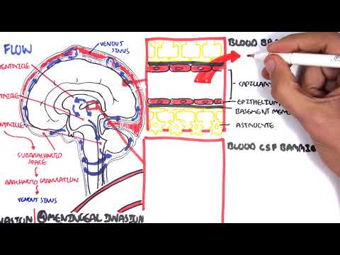 (Bacterial) Meningitis Pathophysiology