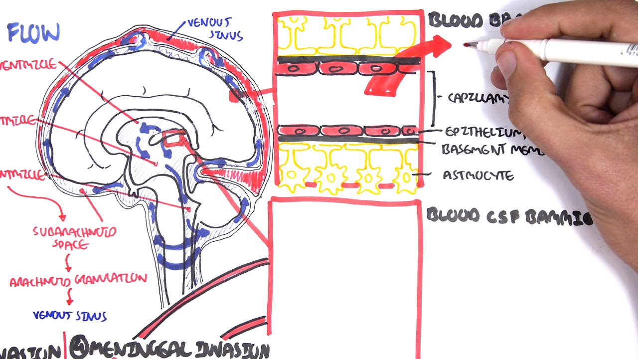(Bacterial) Meningitis Pathophysiology