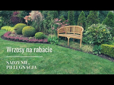 HEATHER IN THE GARDEN. How to plant heather in the ground so it grows healthily. Gardening for be...