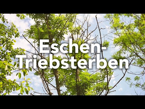 Das Eschentriebsterben - Wie die Esche langsam aus unseren Wäldern verschwindet (Forst erklärt)