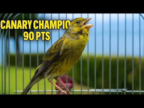 Powerful Canary 's song for training ONE HOUR - The Spanish Timbrado Everyone Loved