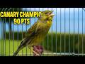 Powerful Canary S Song For Training ONE HOUR The Spanish Timbrado Everyone Loved