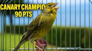 Download lagu Powerful Canary 's song for training ONE HOUR - The Spanish Timbrado Everyone Loved mp3