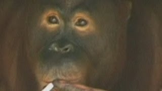 Smoking orangutan to be sent to 'rehab' on Indonesian island