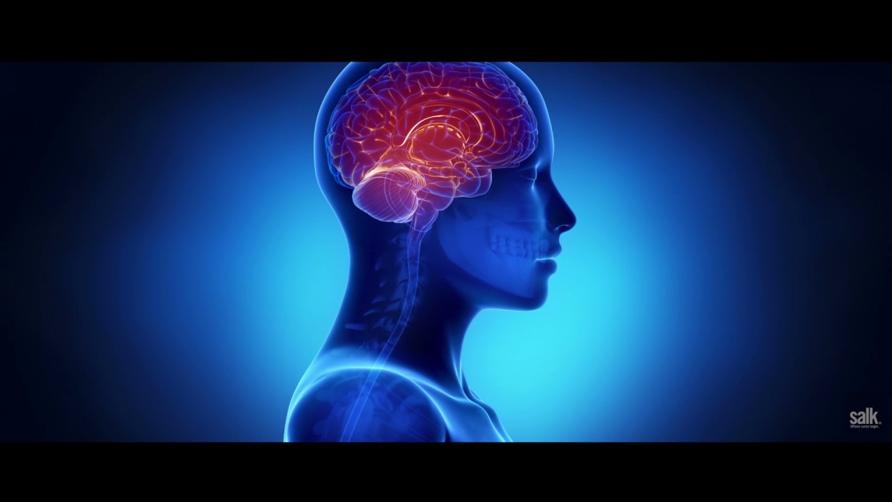 Repetitive movement linked to rhythmically firing neuron circuits - YouTube