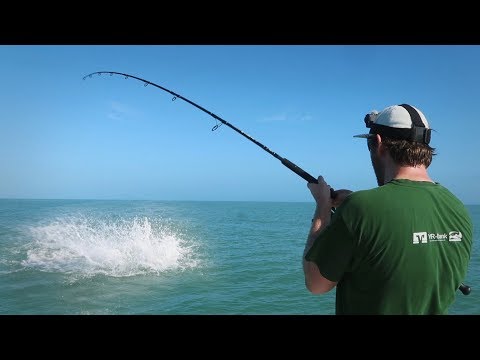 Pure Gewalt - dieser Fisch eskaliert total