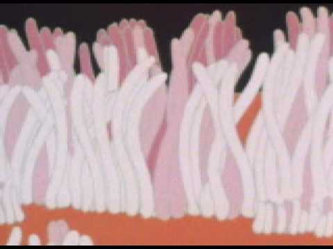 What are the Cilia  ?