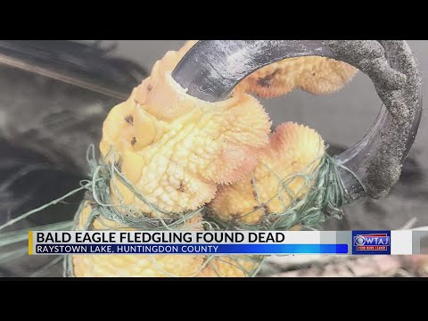 Bald Eagle Fledgling found dead, likely from fishing hook, line