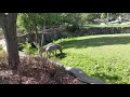 Zebras Grazing At The Detroit Zoo