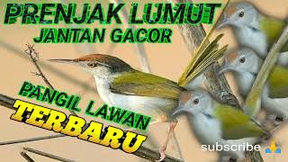 Download lagu suara Prenjak lumut gacor panggil lawan suara pikat prenjak bawah terbaru mp3