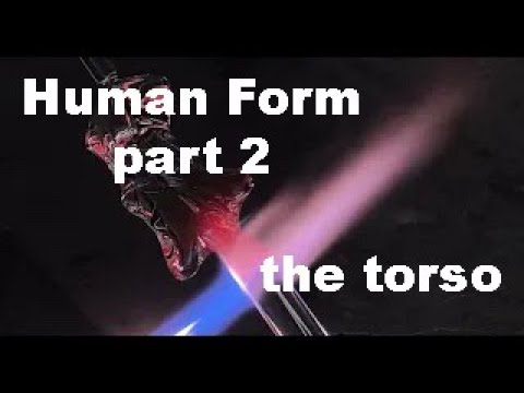 Human Form 2   The Torso