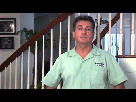 How to Get Rid of Fleas on a Human