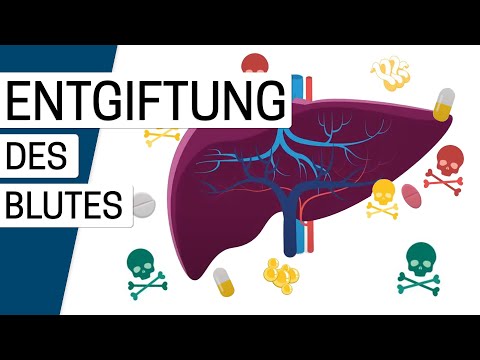 Wie funktioniert die Leber?