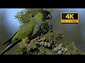 Parrots of California in 4k  - Feral Nanday Conures Parakeets sounds, wild and free in Malibu.