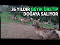 Bir Çift Geyik 75 Geyik Oldu