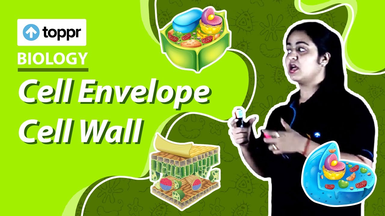 Cell Envelope Cell Wall | Cell - The Unit Of Life | Class 11 Biology