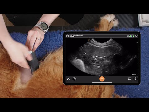 Enlarged Spleen in Dogs: Splenomegaly Causes and Treatment