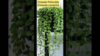 15 plantas suculentas colgantes con sus respectivos nombres