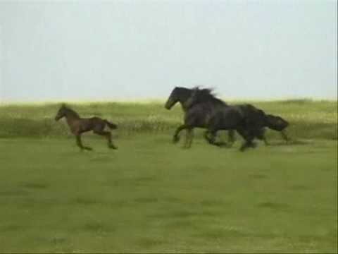 Friesian Horses Running Free