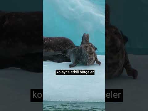 Niximera Bütçe Dostu