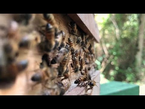 , title : 'Ouganda : le venin d'abeille, remède miracle non standardisé'