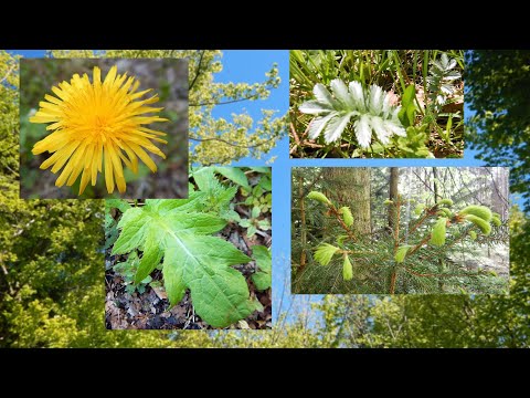 Bushcraft Grünfutter Mai, Forstweg