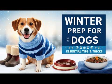 Winter Tips for Your Dog: Keep Your Furry Friend Warm and Safe!