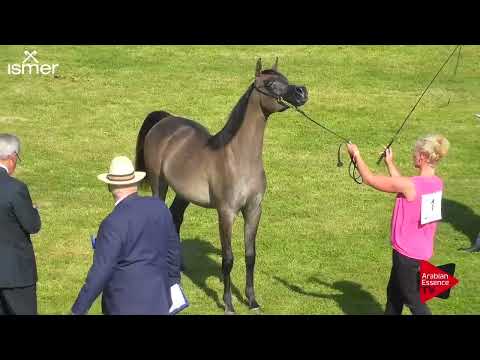 Strohen 2018 C-Show Class 3