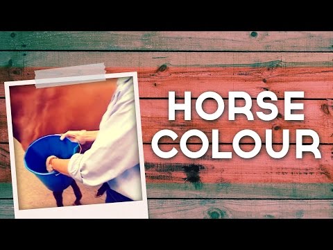 YouTube video about: How to darken a horses coat?