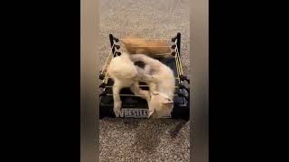 Cover art for goofy ahh cat 3