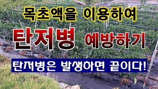 [텃밭농부 1,547]  목초액을 이용하여 고추의 탄저병을 예방하는 방법. #고추재배 #탄저병예방