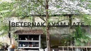 Download lagu MEMELIHARA AYAM KATE AGAR MENGHASILKAN TELOR YANG BANYAK mp3 Download lagu MEMELIHARA AYAM KATE AGAR MENGHASILKAN TELOR YANG BANYAK mp3