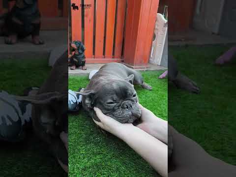 Video 1