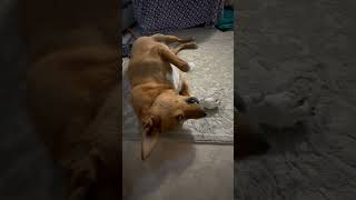 Video preview image #1 Mutt Puppy For Sale in San Jose, CA, USA