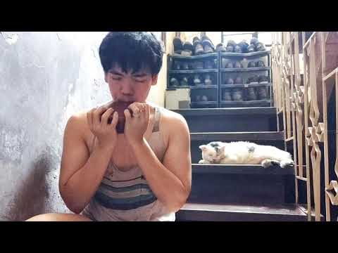 Ocarina and Lazy Cat