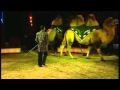 4 Camels Dressage Represented By Int Show Productions BV
