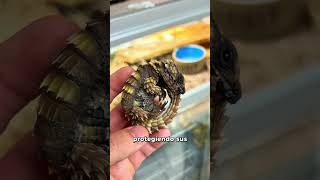 El lagarto armadillo parece un dragón #sabiasque #curiosidades #insectos #petcare #bioloco