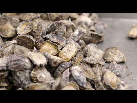 The Oyster Shed