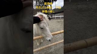 丹生川上神社　下社　神馬のくろちゃんとしろちゃんが有名な神社　しろちゃん近くに来て撫でさせてくれます　 #奈良  #パワースポット #神社 #馬 #動物 ＃ #癒し #かわいい動物  #temple