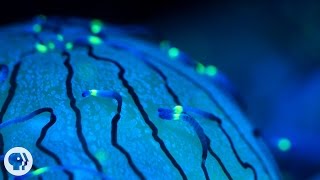 Why Jellyfish Float Like a Butterfly—And Sting Like a Bee | Deep Look