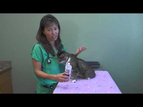 Should I use Feliway in my cat? | Dr. Justine Lee