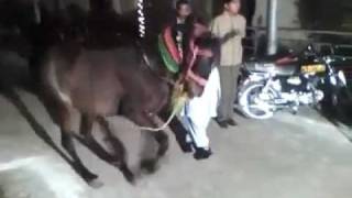 preview picture of video 'horse dancing in people colony w block Gujranwala'