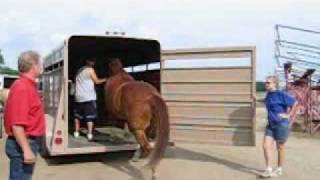 Horse Behavior: Horse Loading into Trailer #2