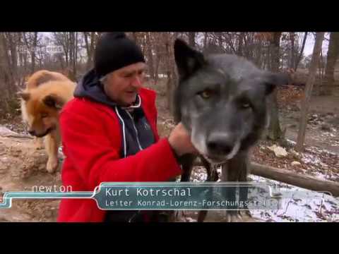 Wölfe ORF Newton