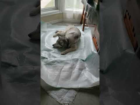 "Navigating a Strict Diet with Keera 🥕"