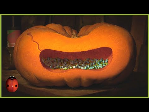 Homeless 🎃 Minuscule 🍃 80' Compilation