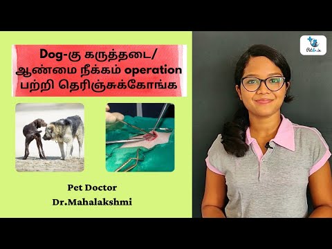 Dog-கு கருத்தடை/ ஆண்மை நீக்கம் operation பற்றி தெரிஞ்சுக்கோங்க| Sterilization in Dogs| Pet Doctor
