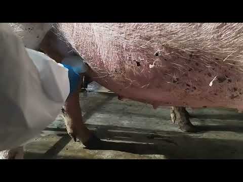 The effect of V8 ultrasound machine on pig pregnancy detection