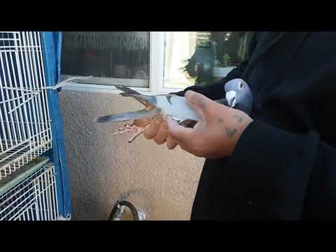 MACHO- JANSSEN 019 -VAN LOON- 05- AU-2014-SEL- # 250